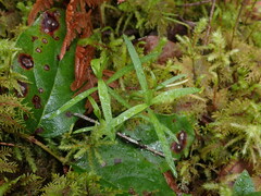 Moehringia macrophylla
