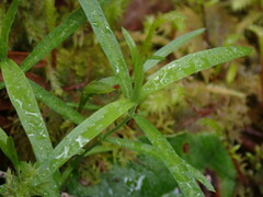 Moehringia macrophylla