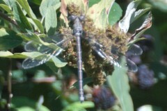 Archilestes californicus