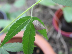 Bulimulus bonariensis