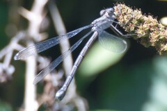 Archilestes californicus