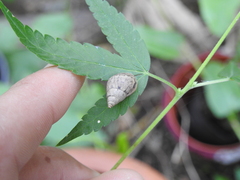 Bulimulus bonariensis
