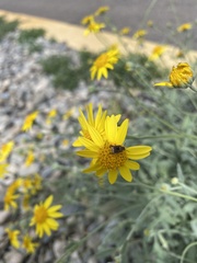 Cucujiformia