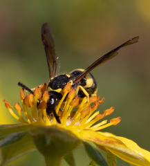 Ancistrocerus