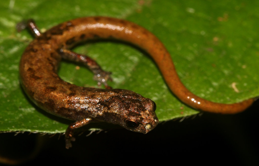 Cortes Salamander