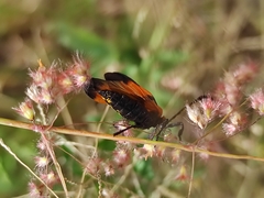 Calopteron