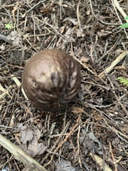 Lycoperdon excipuliforme