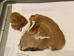 Bondarzewia occidentalis