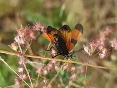 Calopteron
