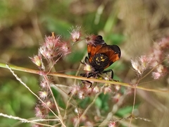 Calopteron