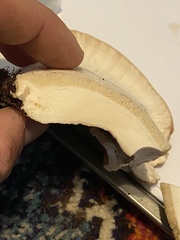 Bondarzewia occidentalis