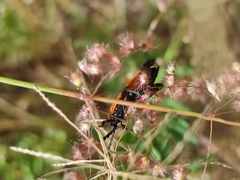 Calopteron