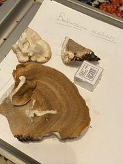 Bondarzewia occidentalis