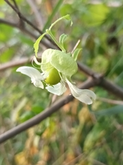 Silene baccifera