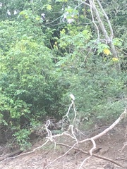 Pilherodius pileatus