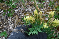 Oxytropis maydelliana