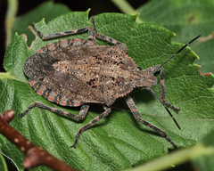 Brochymena quadripustulata