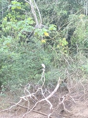 Pilherodius pileatus