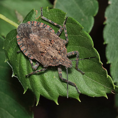 Brochymena quadripustulata