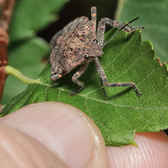 Brochymena quadripustulata