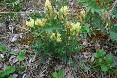Oxytropis maydelliana