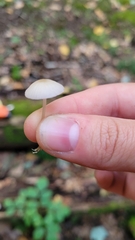 Cuphophyllus virgineus