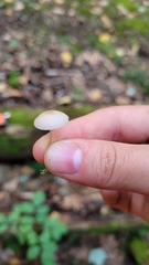 Cuphophyllus virgineus