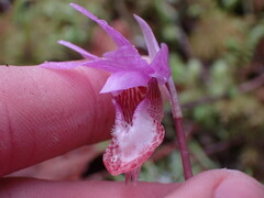 Calypso bulbosa occidentalis