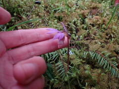Calypso bulbosa occidentalis