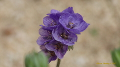 Phacelia calthifolia