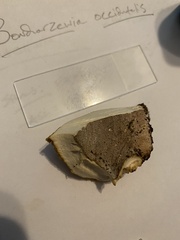 Bondarzewia occidentalis