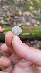 Cuphophyllus virgineus