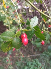 Rosa canina