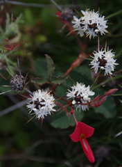 Borya sphaerocephala