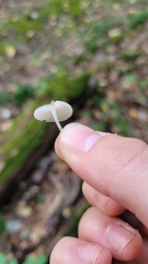 Cuphophyllus virgineus