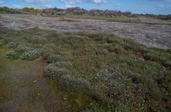 Borya sphaerocephala