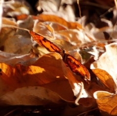 Byblia anvatara