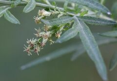 Artemisia indica