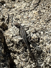 Uta stansburiana elegans