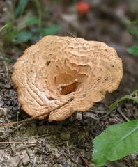 Turbinellus floccosus