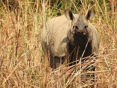 Rhinoceros unicornis