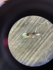Eurytominae