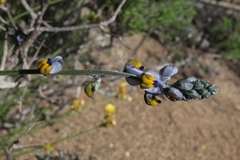 Monnina philippiana