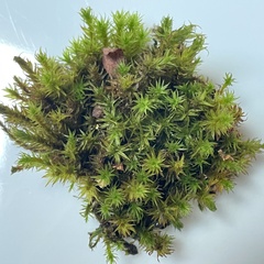 Pulvigera lyellii