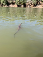 Crocodylus johnstoni