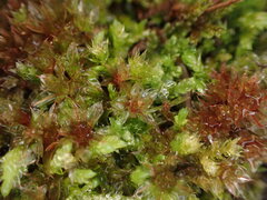 Ptychostomum capillare