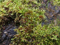 Ptychostomum capillare