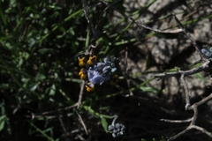 Monnina philippiana
