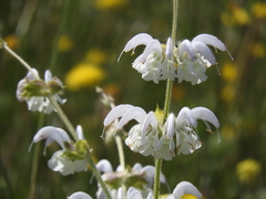 Salvia argentea