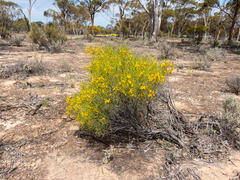 Senna artemisioides